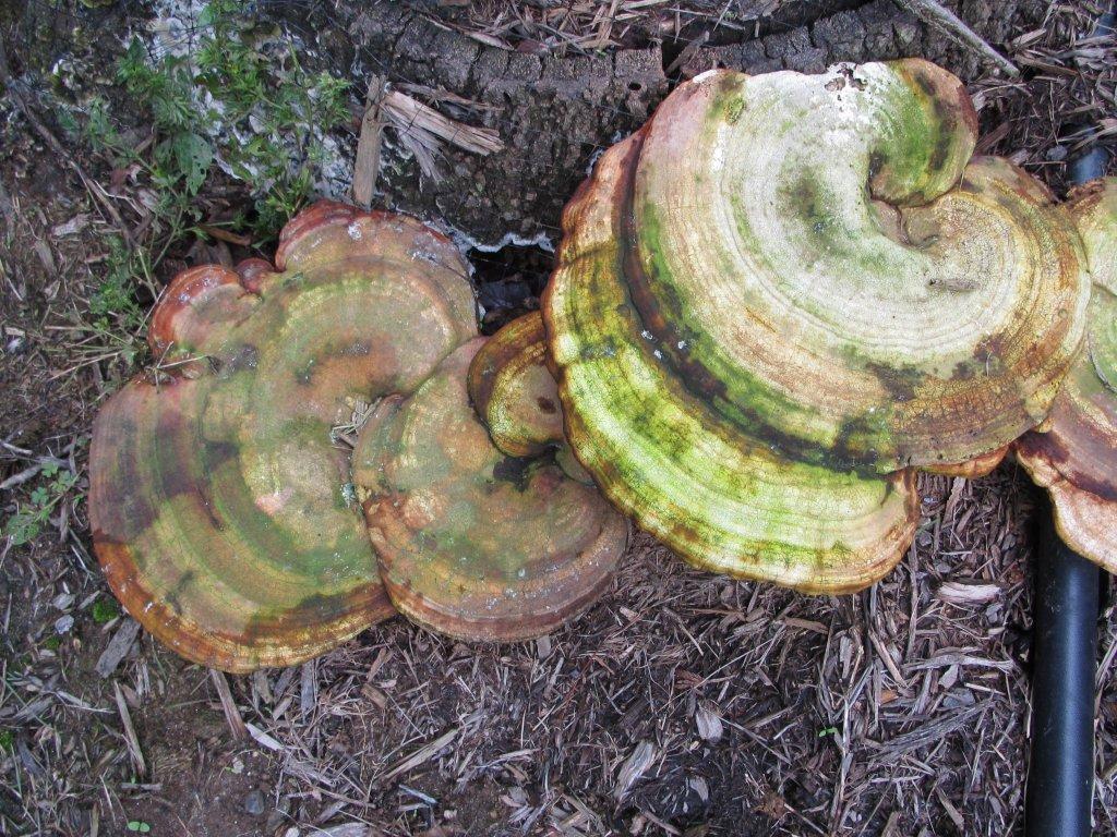 Shelf fungus