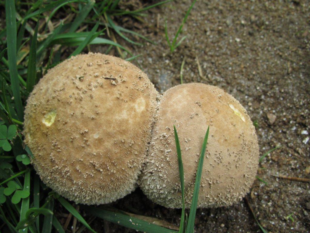 Puffballs