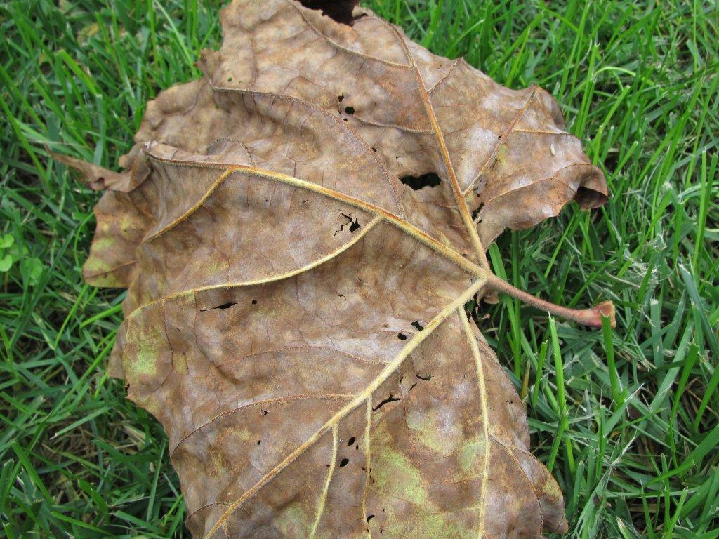 Sycamore leaf