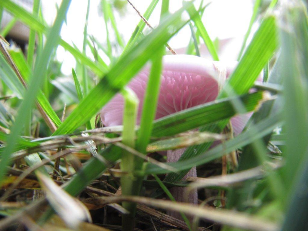 Pink mushroom in the grass