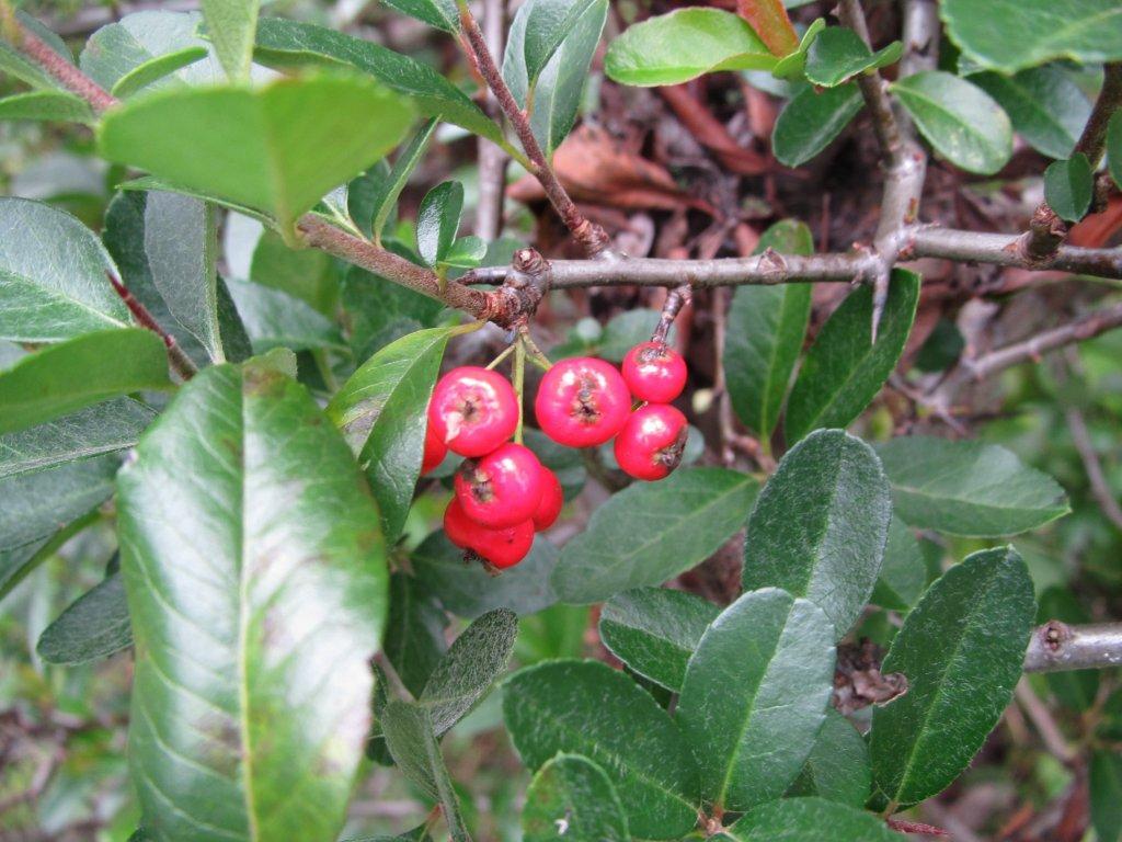 Pyracantha