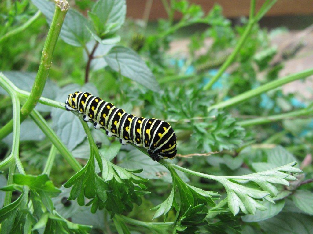 Black swallowtail caterpillar on parsley