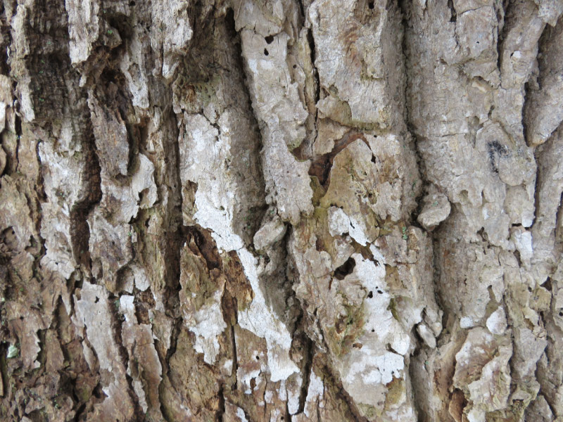 Tulip poplar (lichen)