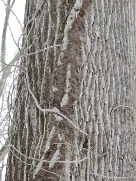 Tulip poplar (poison ivy)