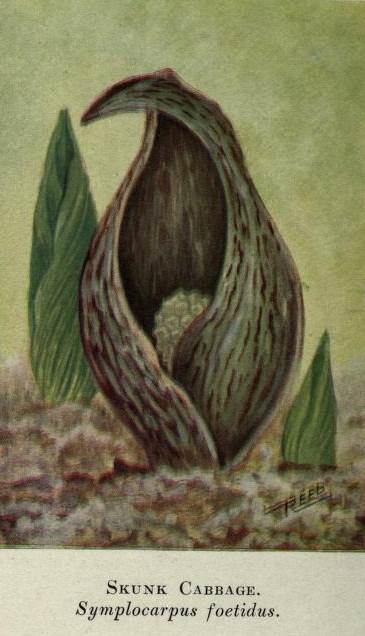 2014 01 skunk cabbage.jpg