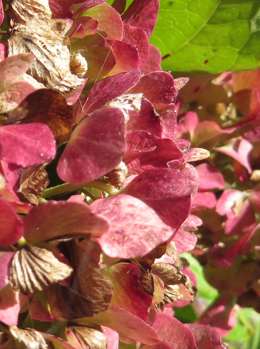 2013 10 hydrangea.jpg