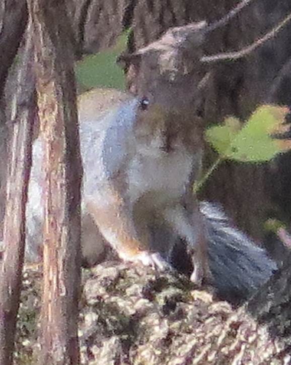 2013 10 squirrel.jpg