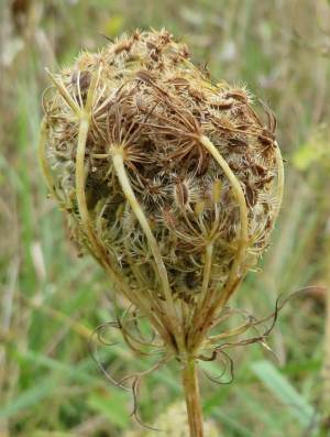 2013 09 wild carrot.jpg