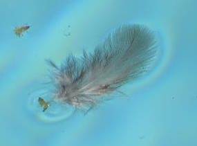 2013 06 water feather1.jpg