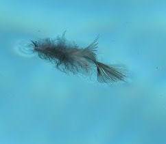 2013 06 water feather2.jpg
