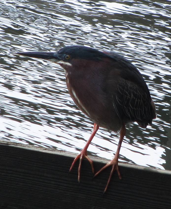 2013 05 green heron2.jpg