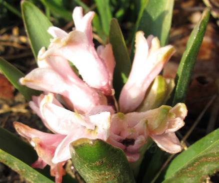 hyacinth 3.jpg