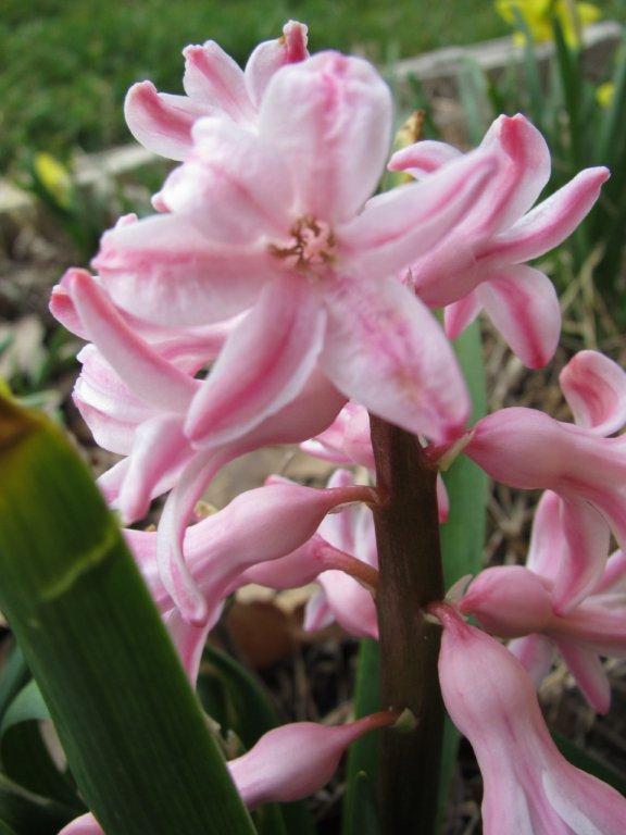 hyacinth 2.jpg