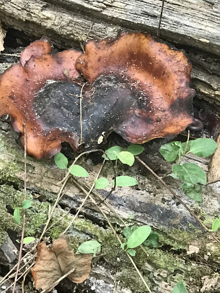 20171006 bioblitz1.jpg