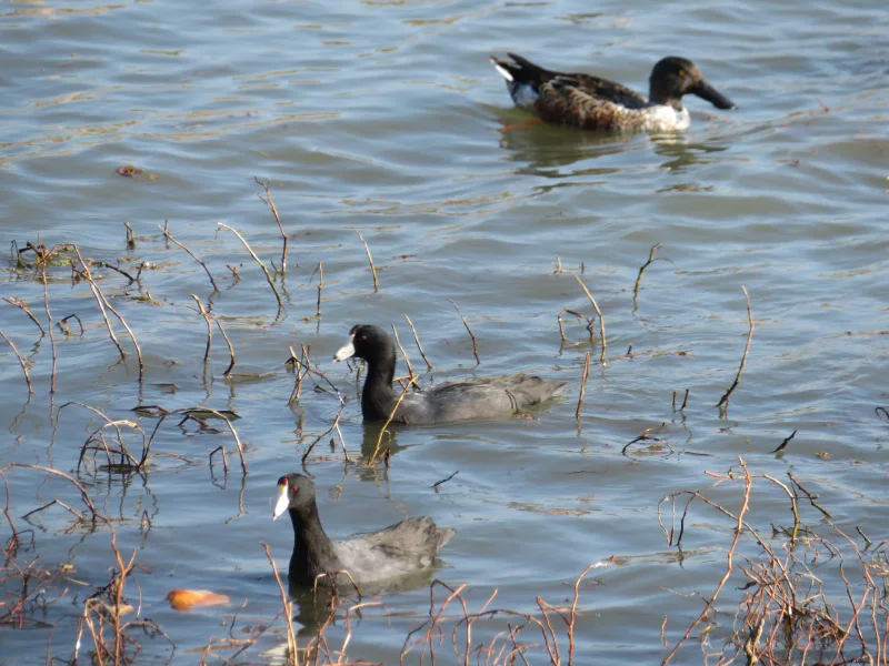 2017 11 coot IMG_4927.jpg