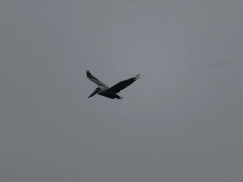2017 11 IMG_5707.jpg
