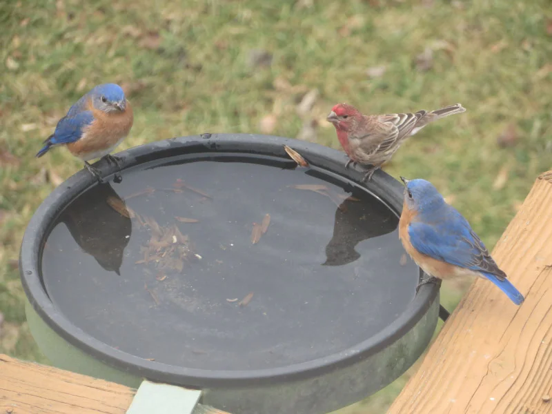 Bluebirds Inbirdbath Bluebirds Bathing — The 21st Century Matriarch