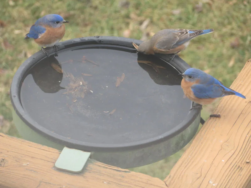 Bluebirds Bathing — The 21st Century Matriarch