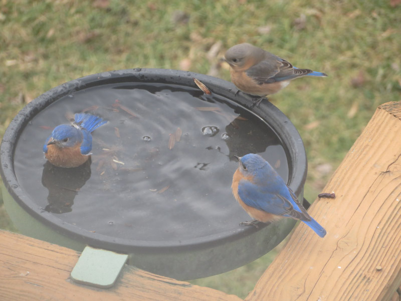 Bluebirds Inbirdbath Bluebirds Bathing — The 21st Century Matriarch