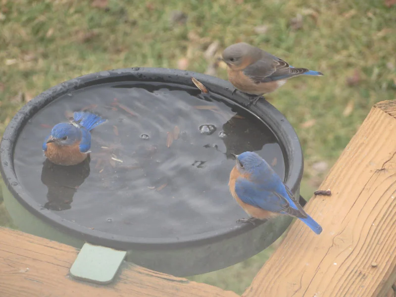 Bluebirds Bathing — The 21st Century Matriarch
