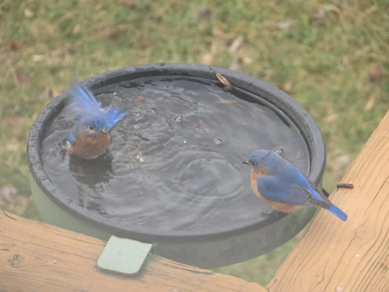 Bluebirds Inbirdbath Bluebirds Bathing — The 21st Century Matriarch