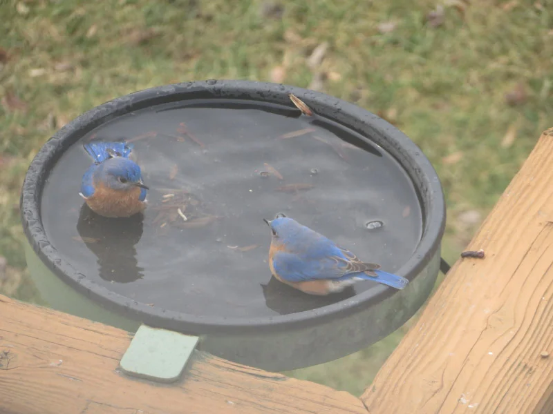 Bluebirds Inbirdbath Bluebirds Bathing — The 21st Century Matriarch