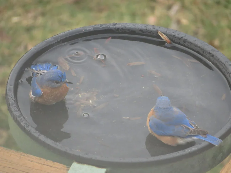 Bluebirds Bathing — The 21st Century Matriarch