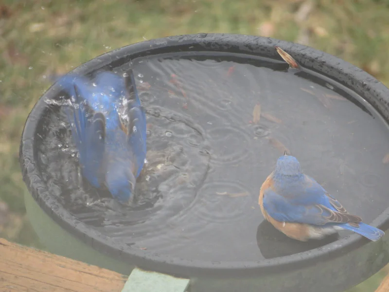 Bluebirds Inbirdbath Bluebirds Bathing — The 21st Century Matriarch