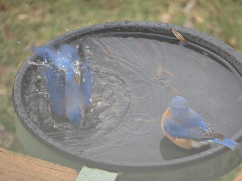 Bluebirds Bathing — The 21st Century Matriarch