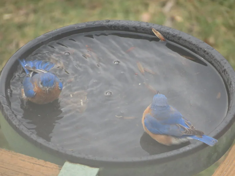 Bluebirds Bathing — The 21st Century Matriarch