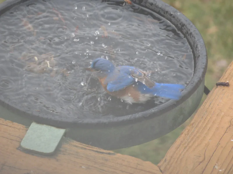 Bluebirds Inbirdbath Bluebirds Bathing — The 21st Century Matriarch