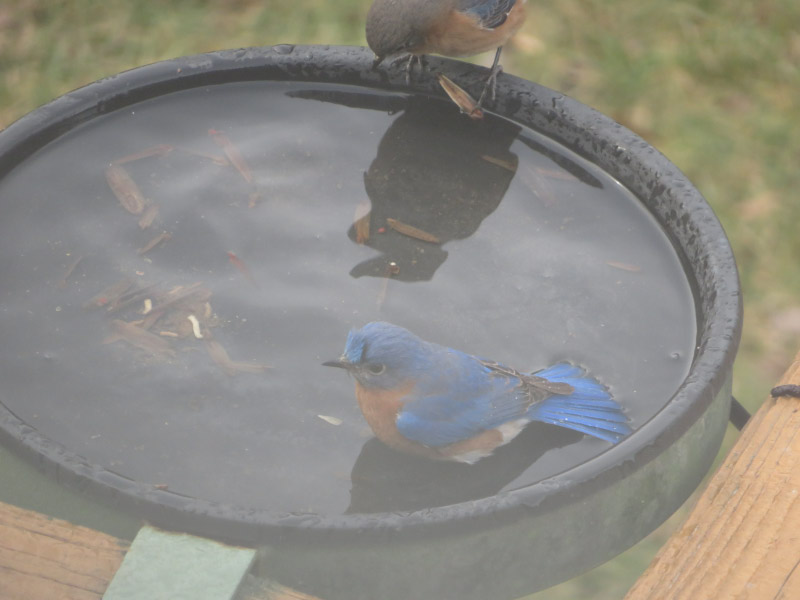 Bluebirds Bathing — The 21st Century Matriarch