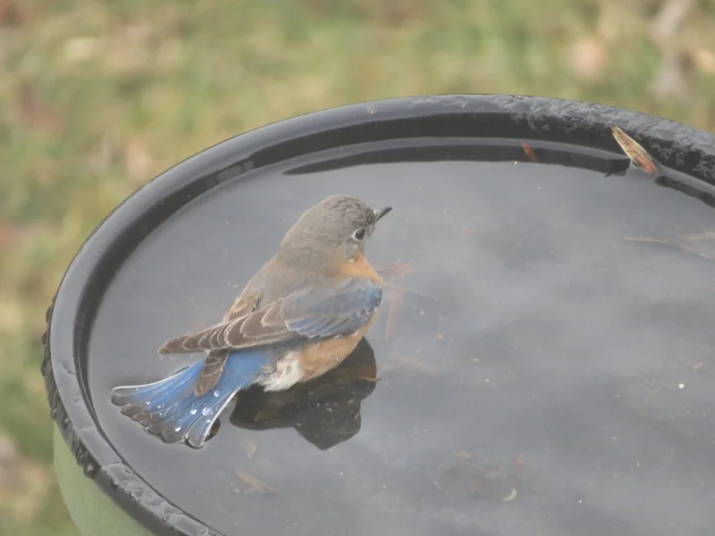 Bluebirds Inbirdbath Bluebirds Bathing — The 21st Century Matriarch
