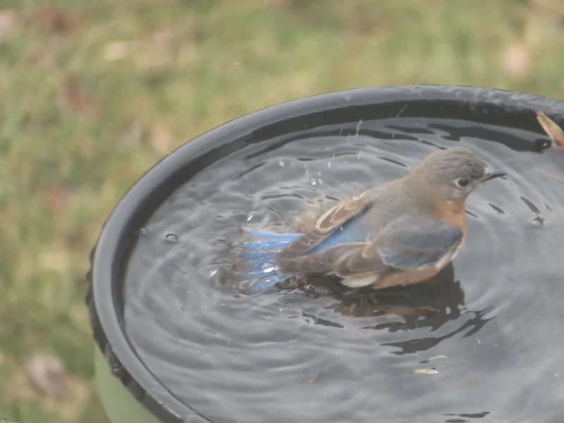Bluebirds Bathing — The 21st Century Matriarch