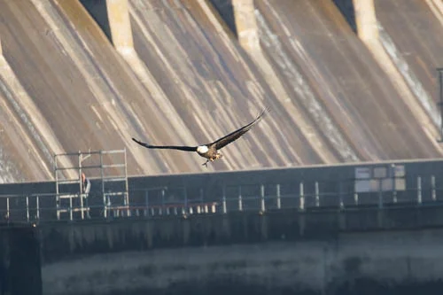 2018-03-18-Conowingo Eagles-137.jpg