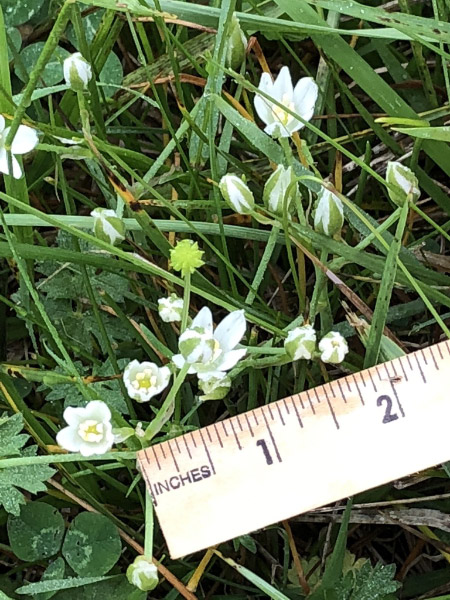 20180514_bioblitz star of bethlehem.jpg