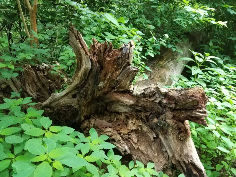 20180610_081952.jpg