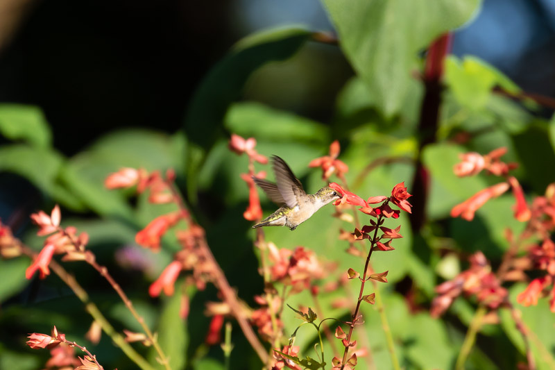 2018-08-26-Brookside hummingbirds-149.jpg