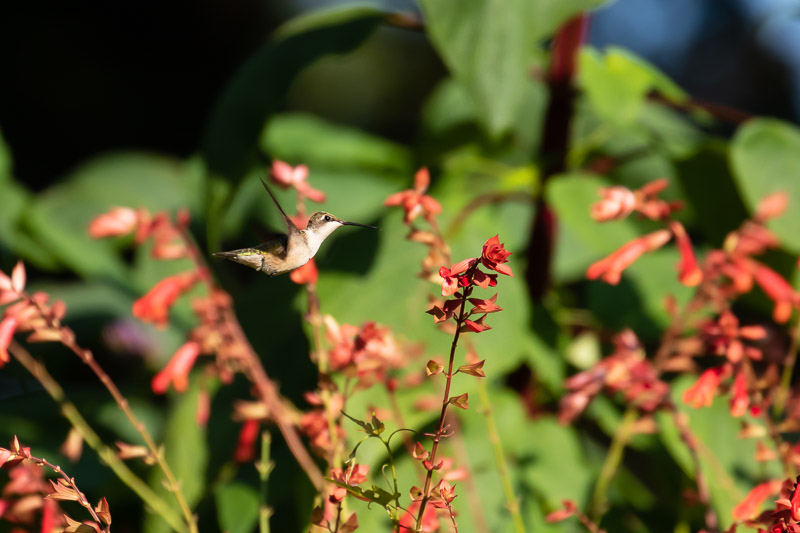 2018-08-26-Brookside hummingbirds-158.jpg