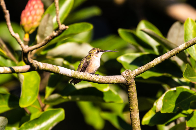 2018-08-26-Brookside hummingbirds-208.jpg