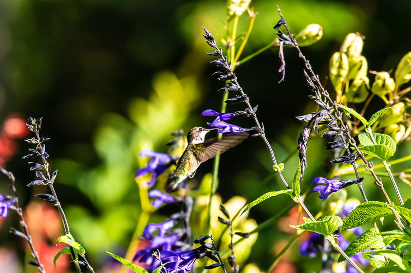 2018-08-26-Brookside hummingbirds-425.jpg