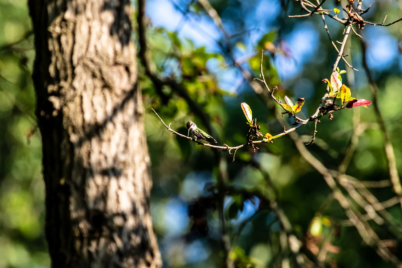 2018-08-26-Brookside hummingbirds-452.jpg