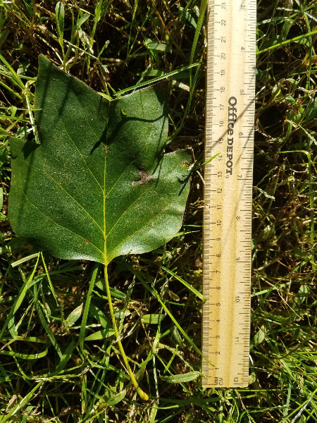 20180929_094538.jpg