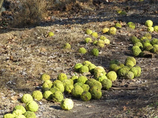 osage orange.jpg