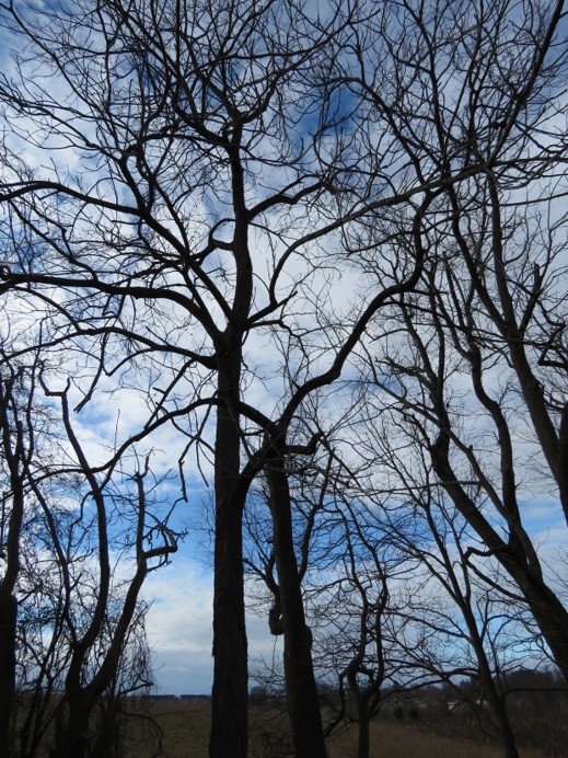 black walnut1.jpg