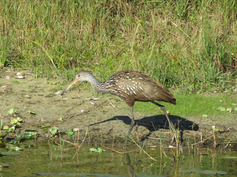 2019 01 limpkin IMG_3050.jpg