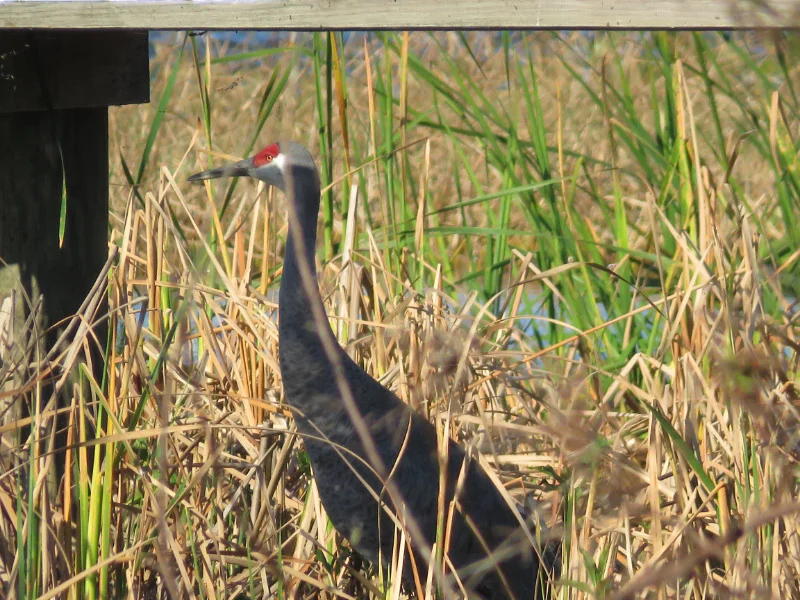 2019 01 crane IMG_2898.jpg