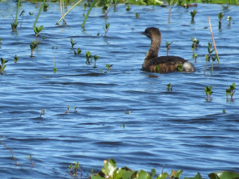 2019 01 grebe IMG_3140.jpg