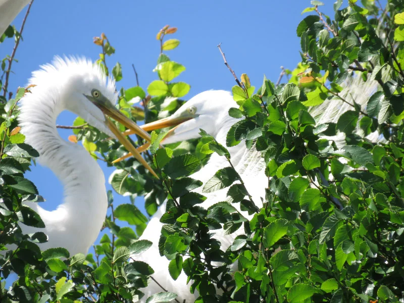 Rookery at University of Texas Southwestern Medical School — The 21st ...
