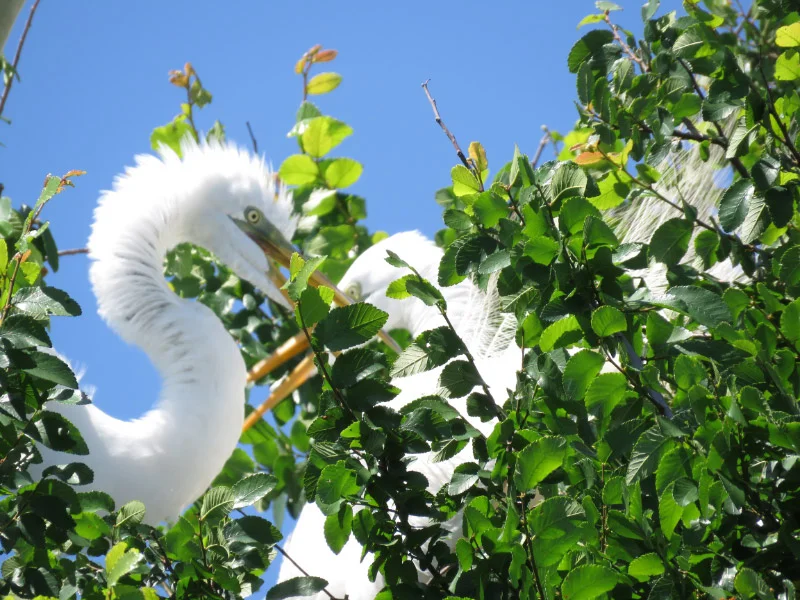 Rookery at University of Texas Southwestern Medical School — The 21st ...
